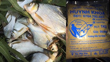 Hồ dầu tiếng Tây Ninh | Lần đầu test thử câu cá dảnh bằng mồi cám Huỳnh Khoa