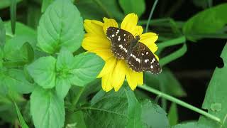 Mariposa Ortilia ithra en Aspilia silphioides