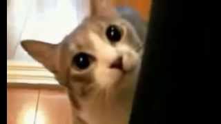 Esilarante: Il gatto che gioca a 1 2 3 stella! Animali divertenti e buffi by CRAZY ANIMALS 46,825 views 8 years ago 1 minute, 19 seconds