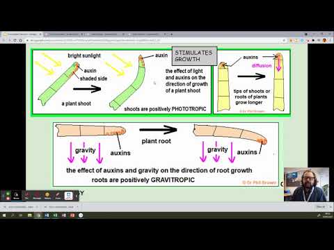 Video: Auxin Reguliuoja Atsitiktinį šaknų Formavimąsi Pomidorų Auginiuose