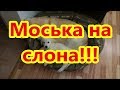 Моська на слона