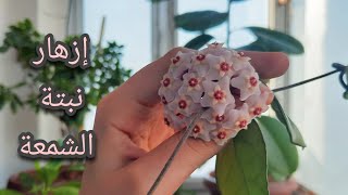 إزهار نبتة الشمعة (هوايا كارنوزا)🌸🌸 وأسباب عدم إزهارها 🌺و علاج بعض الأمراض التي تصيبها 🌺