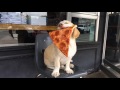 DOG LOVES PIZZA SO MUCH!!