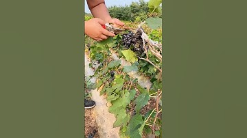 "Grape Fruit farming 🍇 | How to Get More & Better Grapes!" #fruit #grape #satisfying #pruning