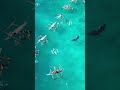 KIDS swim with WHALE SHARKS in the Philippines #shorts