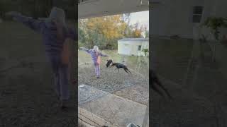 #fy #youtube #funny #dogs #skit #reels #fypシ #юмор #собаки #cat #adorablechicks #doggielife #gsd