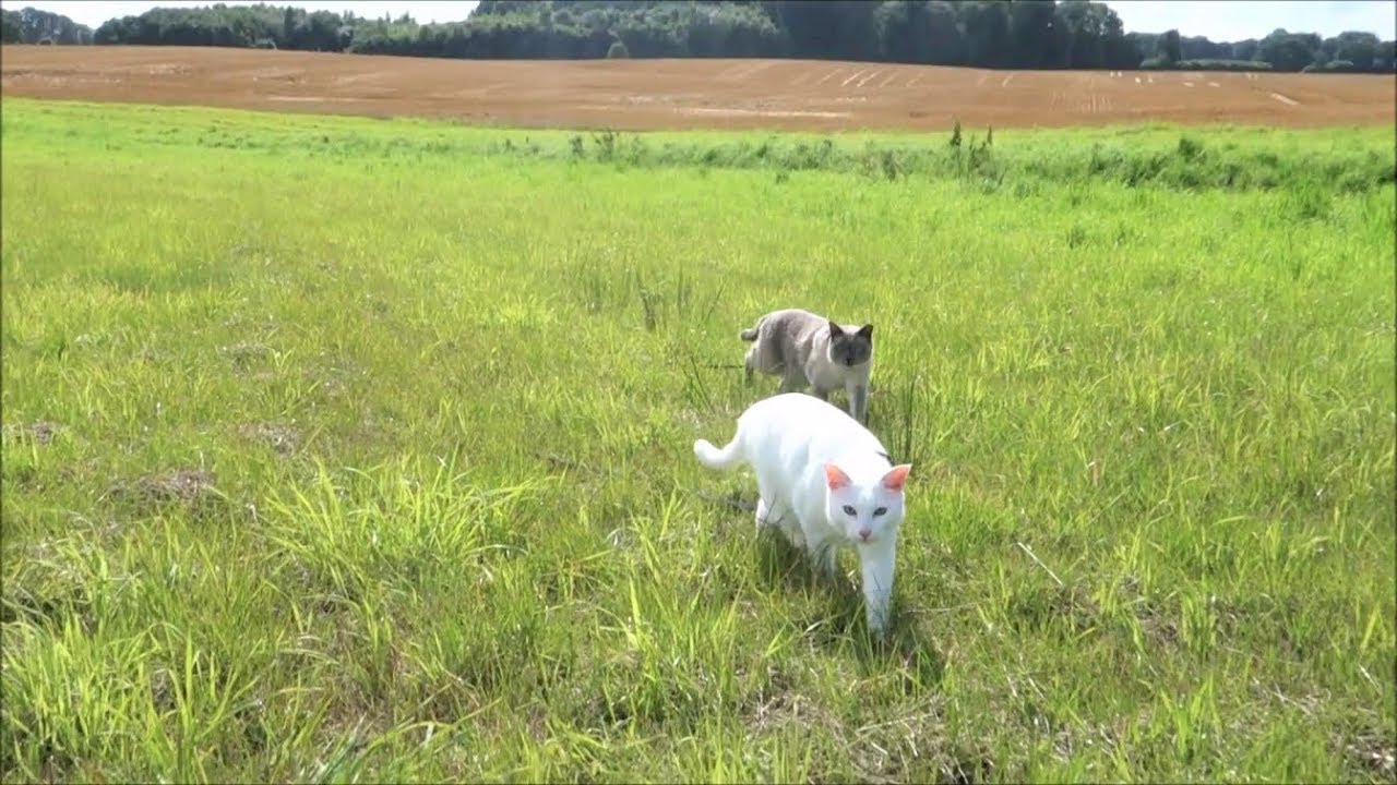 Noisy Siamese Cats explore/walk in a new Meadow + see Helicopter & pant due to Heat (OffLeash