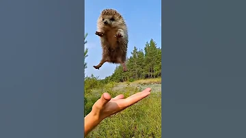 Как развернуть ежа