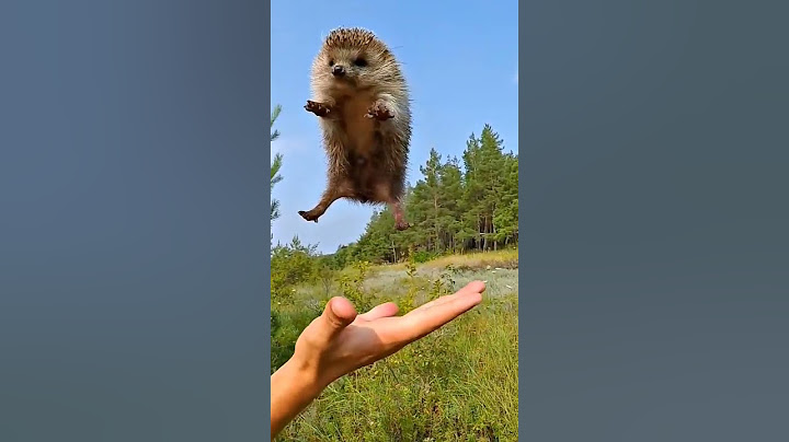 Как развернуть ежа