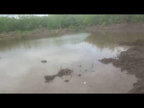 Comunidade quilombola reage à carcinicultura em manguezal
