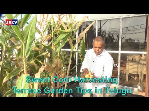Home Organic Garden Sweet Corn Harvesting Terrace Tips In Telugu Jr Tv You Home Organic Garden Sweet Corn, How To Set Up Terrace Garden In Telugu