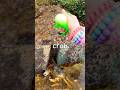 Kids Learn | Sea Animal Names at the Stream: Crab Lobster Starfish Fiddler Crab Fish