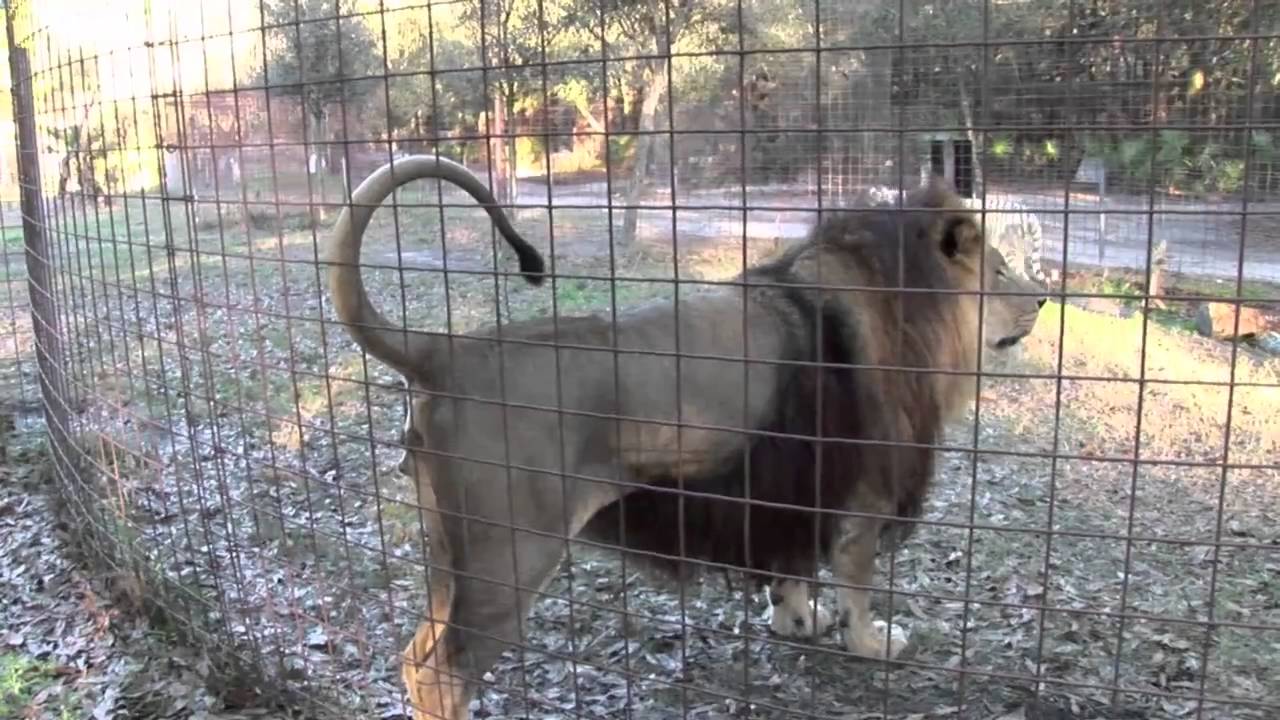 inbreeding irish Lion is the boss !!