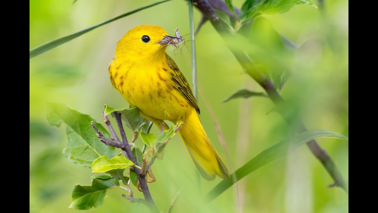Warblers by Alex DeBear