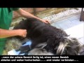 Pflege-Video1  -Tibet Terrier komplett-  (Grooming Tibetan Terrier) の動画、YouTube動画。