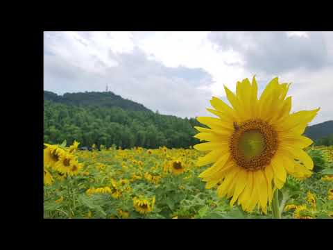 불후의 명곡 이해리 해바라기