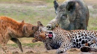 Most Amazing Moments Of Wild Animal 2022 - Wild Discovery Animals Part2