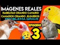 #3 ISABELITAS criando CANARIO y Canarios criando JILGUEROS (Lo comprobamos)