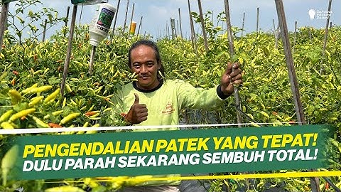 CARA MENGATASI PATEK/ANTRAKNOSA PADA CABAI ‼ EFEKTIF DAN BISA SEMBUH TOTAL ‼