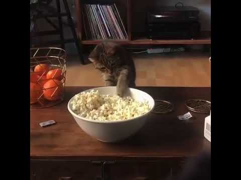 Cat Eat Popcorn {{LOL}} - YouTube