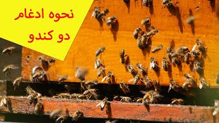 آموزش زنبورداری مدرن : نحوه ادغام دو کندو