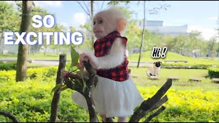 Baby monkey SUGAR has surprising and exciting morning in park