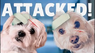 My Dogs Got Attacked!