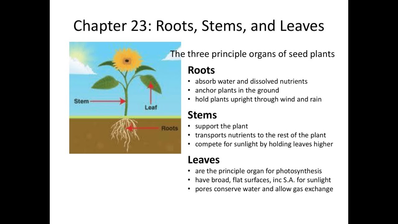 Allow root. Stem and root difference. Разница Stem root лексикология. Stem файл. Root перевод.