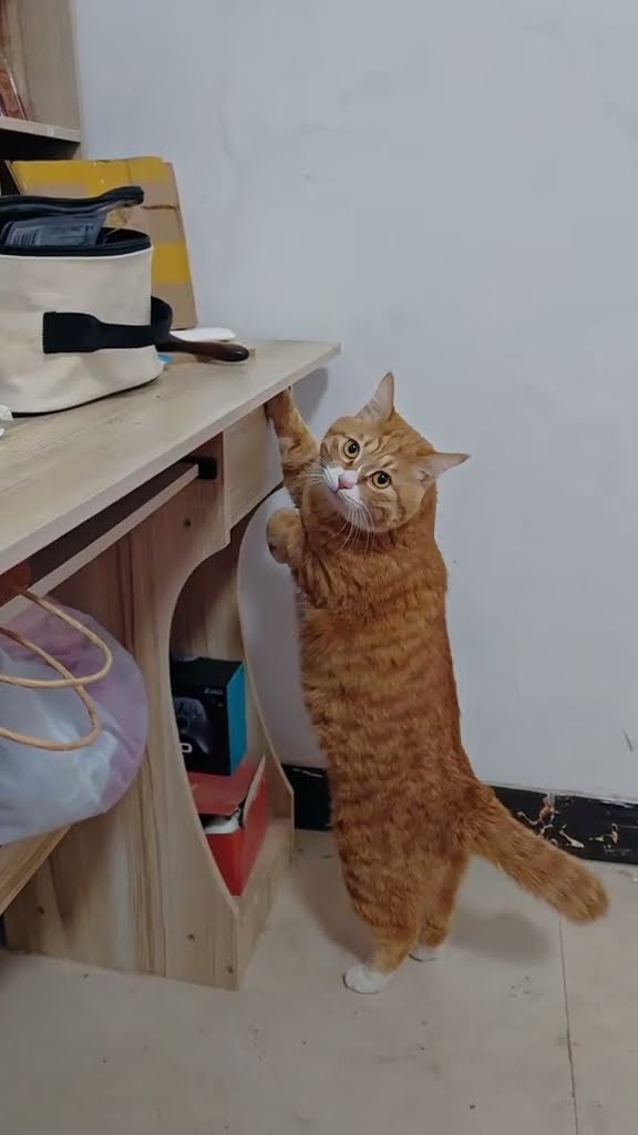 Top des vidéos très mignon ♥️ ❄️ ♥️ ❄️