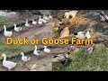 Duck Or Goose Lene Ke Liye Agaya