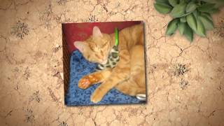 Mr. Smarty Pants - The Remarkable Life of A BLind Cat Named Jimmy Jet