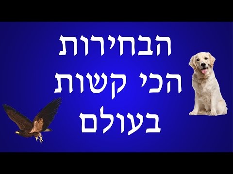 וִידֵאוֹ: 10 הדברים הכי טובים לעשות במישור ג'מייקה