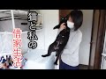 猫と私の借家生活/初めて雪を見る黒猫と拗ねたキジ猫との田舎暮らし
