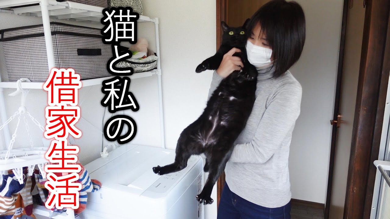 猫と私の借家生活/初めて雪を見る黒猫と拗ねたキジ猫との田舎暮らし