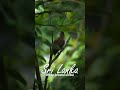 දකුණු ආසියානු ගීත කුරුල්ලෙක්  White browed bulbul #travel #nikon