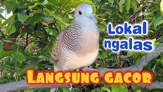 Download lagu Masteran perkutut tembakan rapat full power bikin ngamuk seketika ‼️