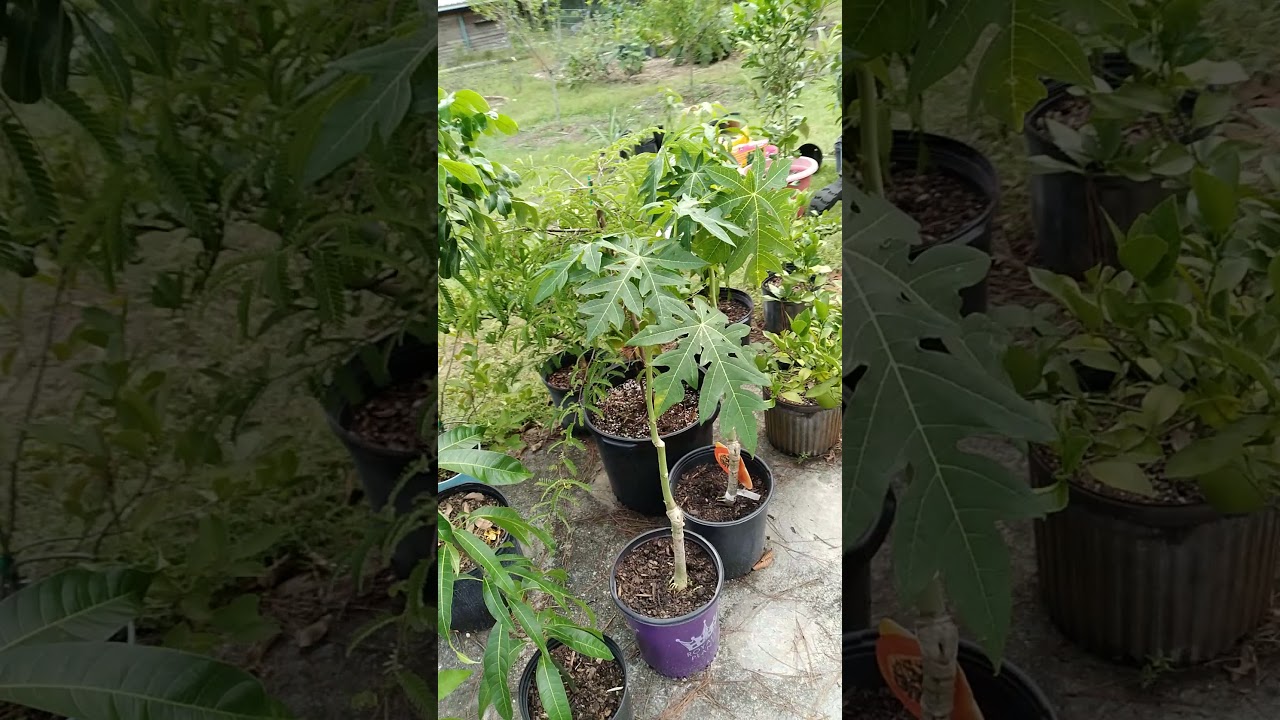 10 FREE tropical fruit trees and you can do the same