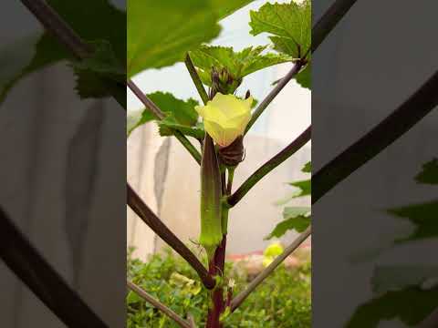 Red okra(lady finger