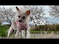 モヒ先生についてお知らせ