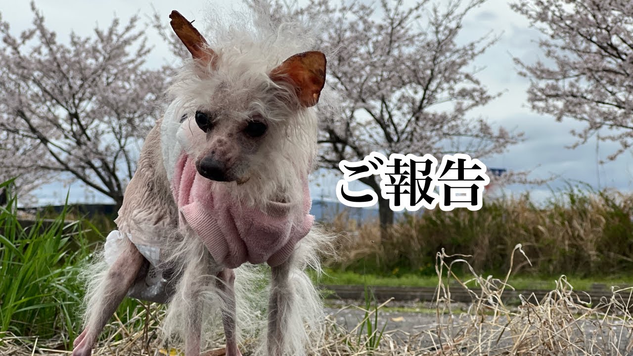 モヒ先生についてお知らせ