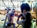 Tulsan milking machine