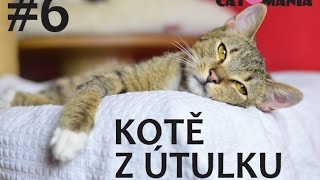 Jak si vybrat kotě z útulku // CATMANIA #6