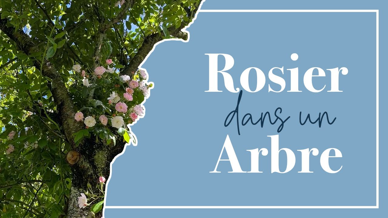 Une abondance INCROYABLE! Une avalanche de fleurs avec les rosiers lianes qu'on laisse grimper!