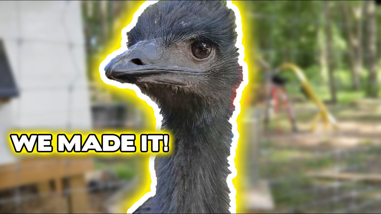Emus New Enclosure!! start to finish!! YouTube