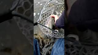 Tiger Trout release #tigertrout  #megabass #stcroix #daiwa