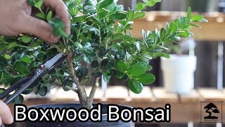 Boxwood Bonsai  shaping and wiring