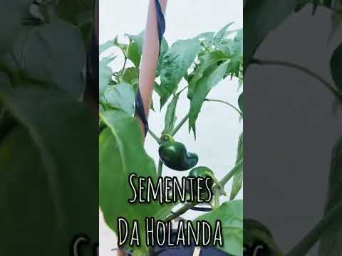 Vídeo: As melhores variedades de pimenta: descrição com foto