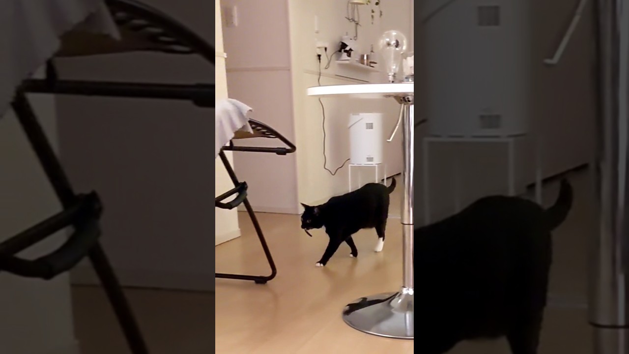 飛ばしたヘアゴム持ってくるねこ #cat