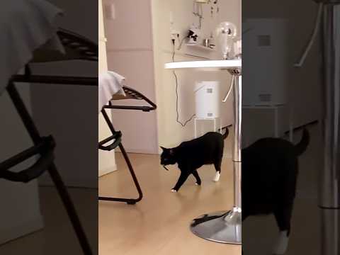 飛ばしたヘアゴム持ってくるねこ #cat