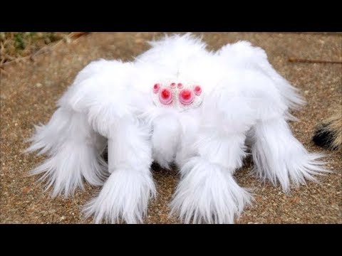 Video: Tarantula Örümcekleri Bir Sonraki Trendy Evcil Hayvan Olmaya Hazır